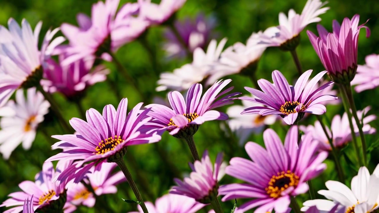 Primo piano di margherite viola e bianche che ondeggiano dolcemente in un giardino soleggiato