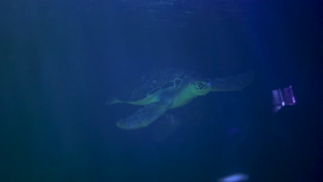tortuga marina en el acuario