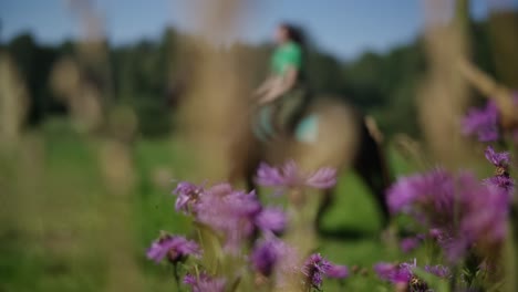 flowers close up on a field in slow motion with a horse riding in the background and woman rider