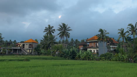 Local-Village-Houses-And-Rice-Fields-In-The-Countryside-Of-Ubud,-Bali-Island,-Indonesia