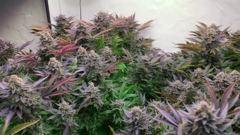 shot of a cannabis plants growing in a grow tent during flowering stage