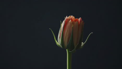 primer plano de una hermosa rosa en ciernes