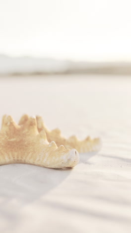 starfish on the beach