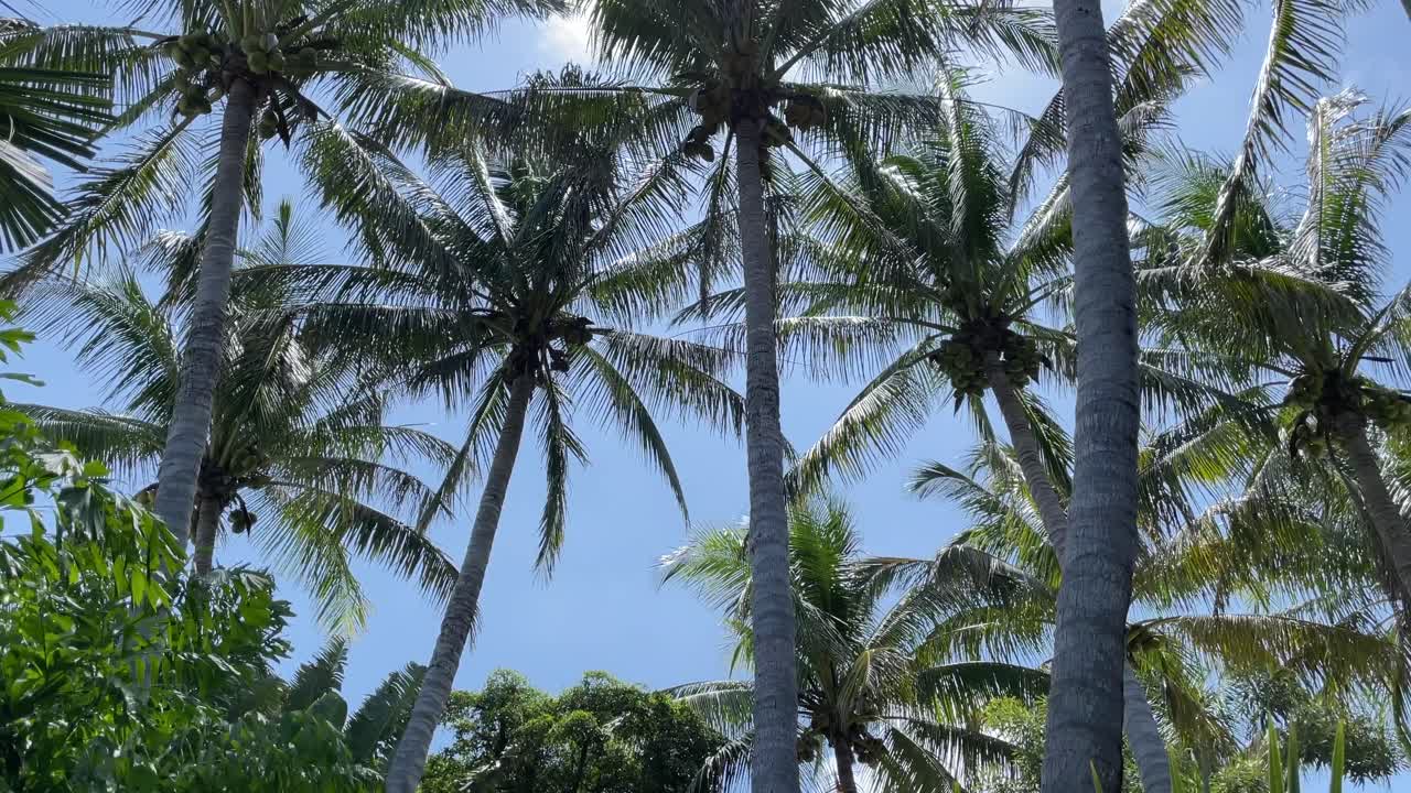 Blue sky and palm trees with coconuts on sunny tropical island moved by wind