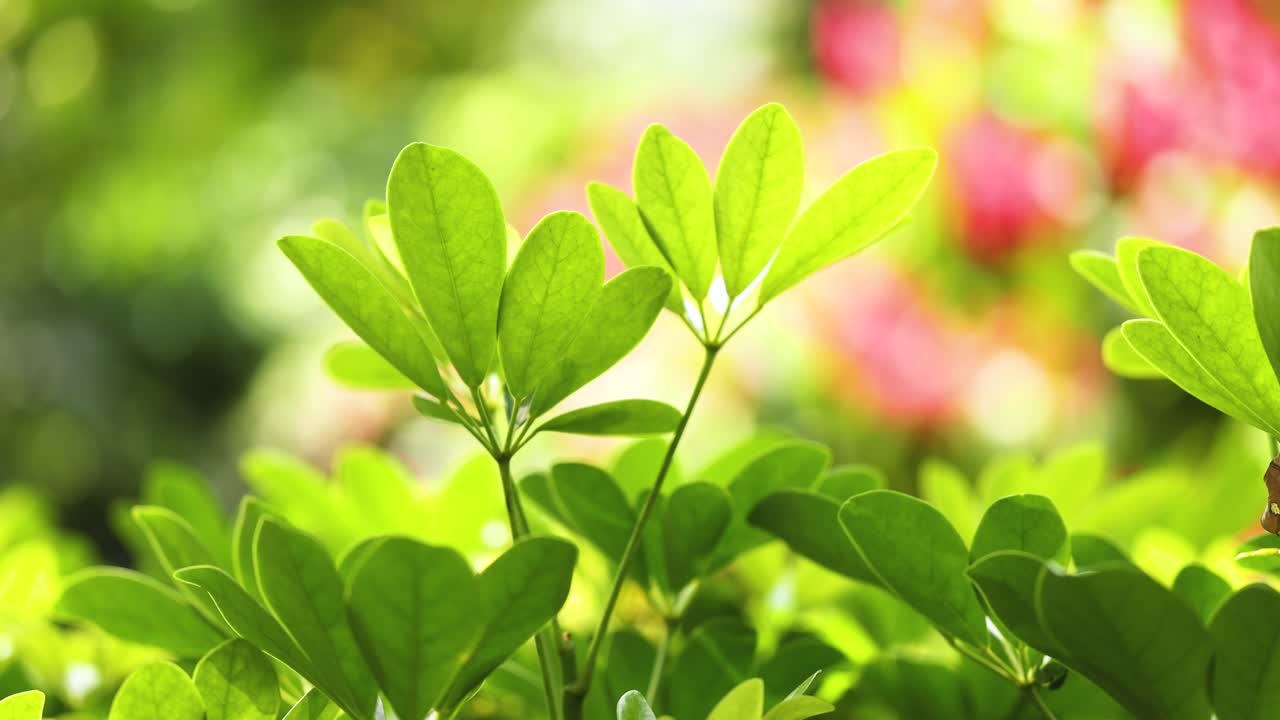 다채로운 배경으로 울창한 초록색 잎