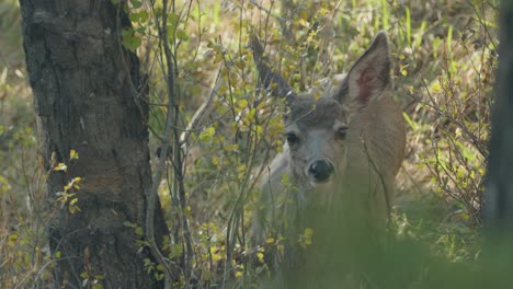 ciervo mula hembra en el bosque mirando con curiosidad a la cámara