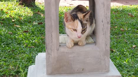 el gato lame la pata y se lava la cara con calma.