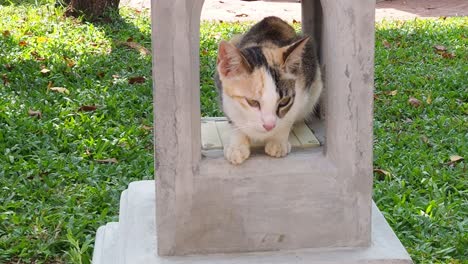 cat licks paw and washes face calmly