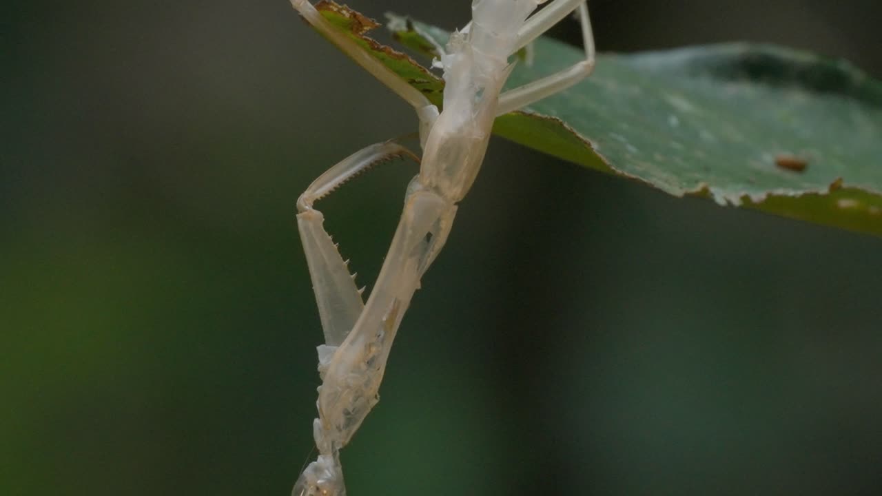 Molted mantis exoskeleton on a leaf in the Peruvian Amazon rainforest, macro shot