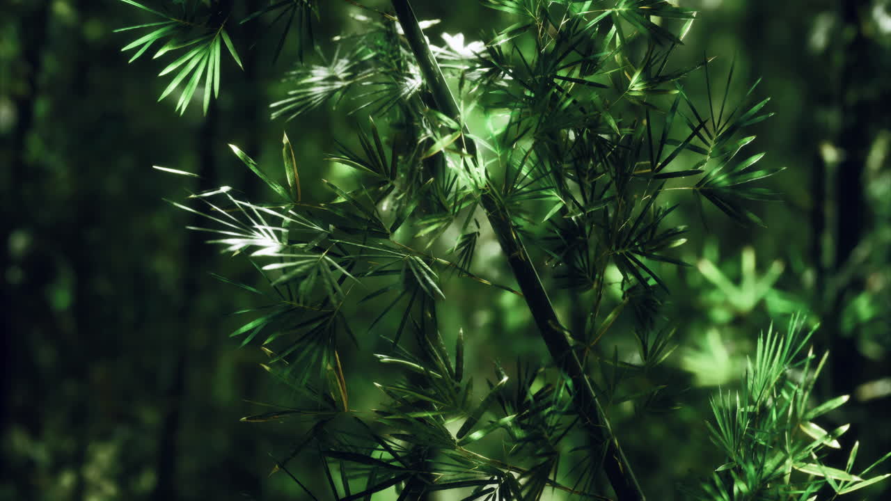 Bamboo leaves sway in gentle breeze within lush green forest setting