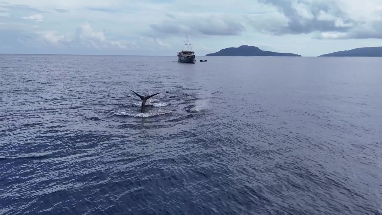 Filmagem majestosa de drone em 4K de um grupo de cachalotes gigantes (Physeter macrocephalus) descansando calmamente na superfície do oceano. Comportamento raro de repouso vertical capturado de cima em Raja Ampat, Indonésia.
