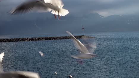 seagulls flutter in the air next to geneva lake shore to eat, cloudy sky