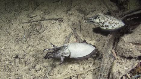 courtship dance of male and female crinoid cuttlefish during night