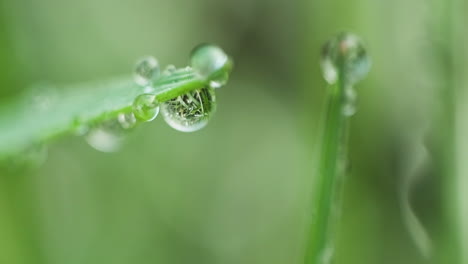 morning dew on tip of green leaves with reflections in the meadow at winter