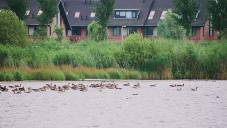 Graugänse-In-Groenzoom,-Niederlande,-Versammeln-Sich-Unten-In-Seichten-Gewässern,-Schwimmend,-Häuser-Im-Hintergrund