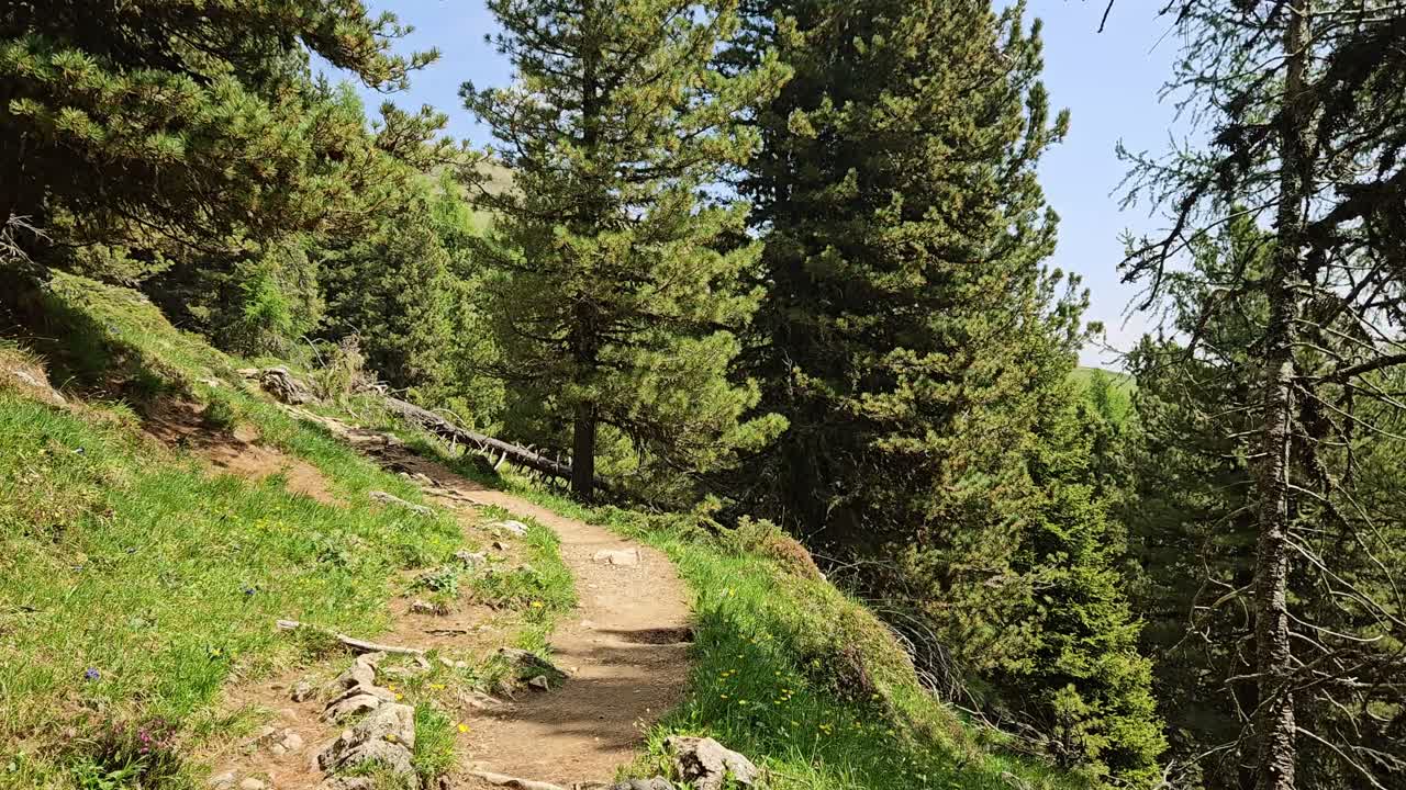 Passeggiata panoramica nel bosco di larici nelle Dolomiti italiane.