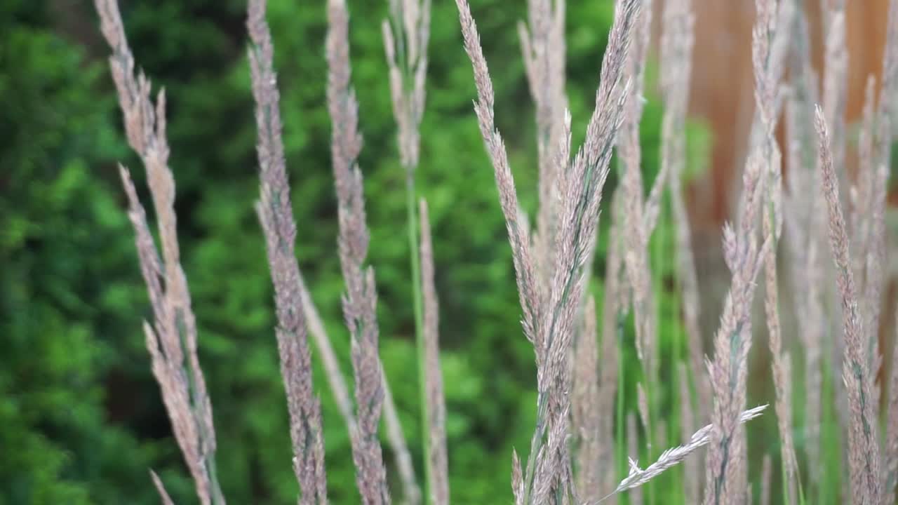 바람이 부는 날에 움직이고 흔들리는 키 큰 풀