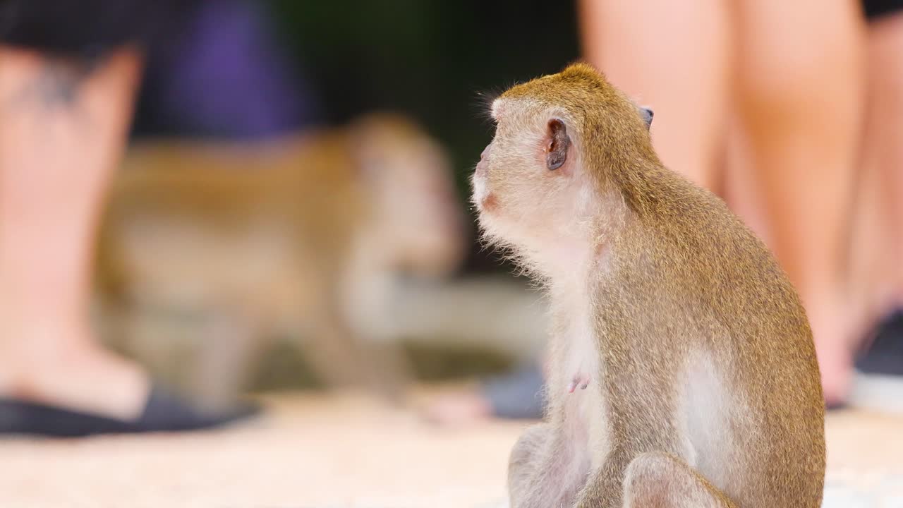公共の場所で人々と交流する猿
