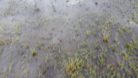close-up-of-watery-swamp-area