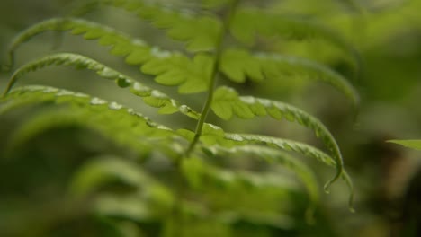 Farnpflanzen-Haben-Unter-Ihren-Blättern-Pollen,-Die-Anschließend-Abfallen-Und-Auf-Dem-Boden-Neue-Farnpflanzen-Bilden