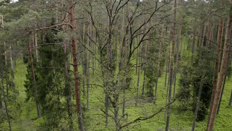 volando a través de los árboles del bosque