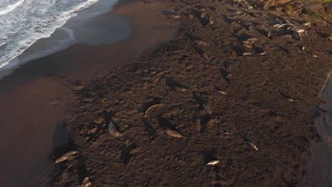 Imágenes-Aéreas-De-Drones-Playa-Llena-De-Leones-Marinos-En-California-Big-Surr