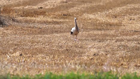 A solitary white stork strides gracefully across a dry, recently harvested field. The earthy golden tones of the landscape contrast with the bird’s black and white plumage under the warm sunlight