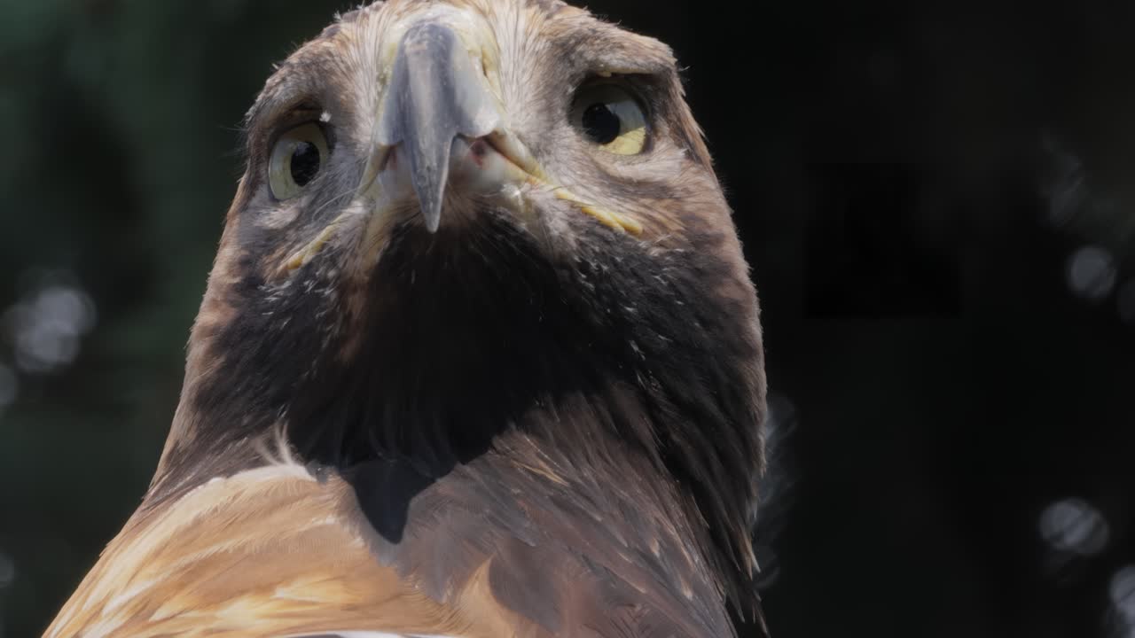 el águila dorada (aquila chrysaetos) es un pájaro de presa que vive en el hemisferio norte. es la especie de águila más ampliamente distribuida. como todas las águilas, pertenece a la familia accipitridae.