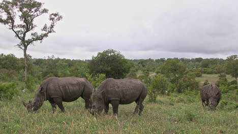 Breitmaulnashörner-Ernähren-Sich-Vom-üppigen-Grünen-Gras-Des-Sabi-Sands-Wildreservats-In-Südafrika---Aus-Nächster-Nähe