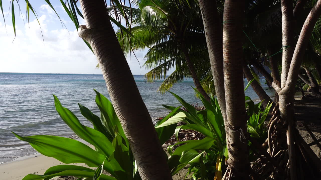 Huahine Island, French Polynesia. Pristine Tropical Beach, Palm Trees Above Sand and Light Waves