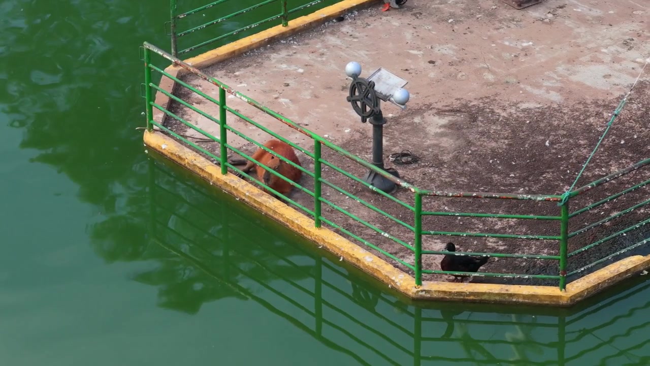 Capibara che riposa accanto alla ringhiera della laguna di Ykua Pytã a Villarrica, Paraguay.