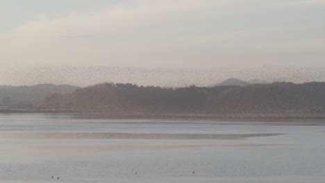 birds migrating from a lake to another in south korea during winter 2 (shoot info: cin2, 1080p, 59.94fps)