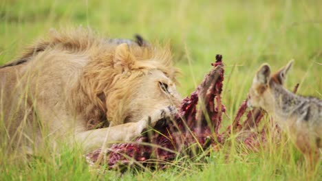 slow motion of male lion eating a kill of a dead zebra carcass, african wildlife safari animals in africa in maasai mara, kenya with jackal watching and waiting to eat, amazing animal behaviour