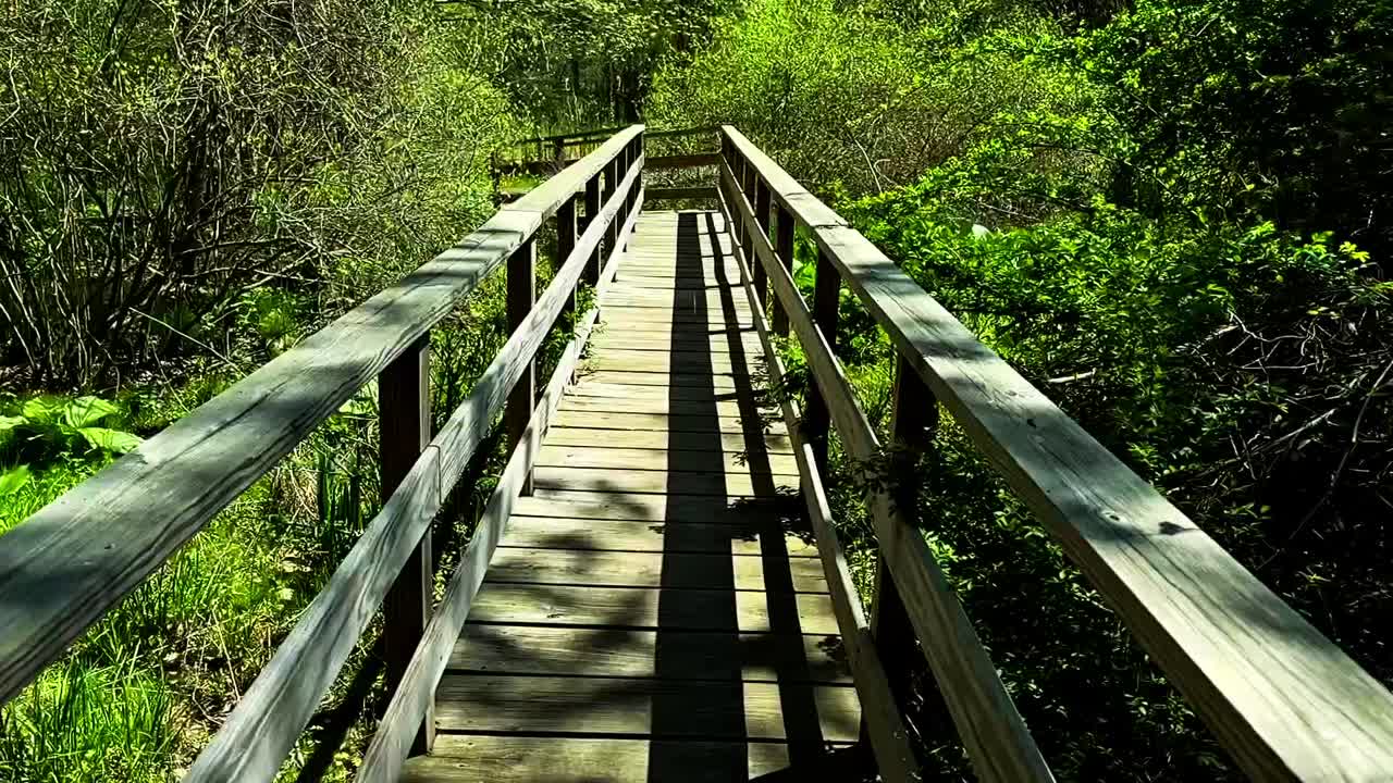 A scenic wooden walkway meanders through vibrant green foliage at a serene nature reserve