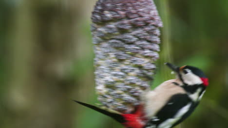 spotted woodpecker comes flying in and lands on a pinecone to feed