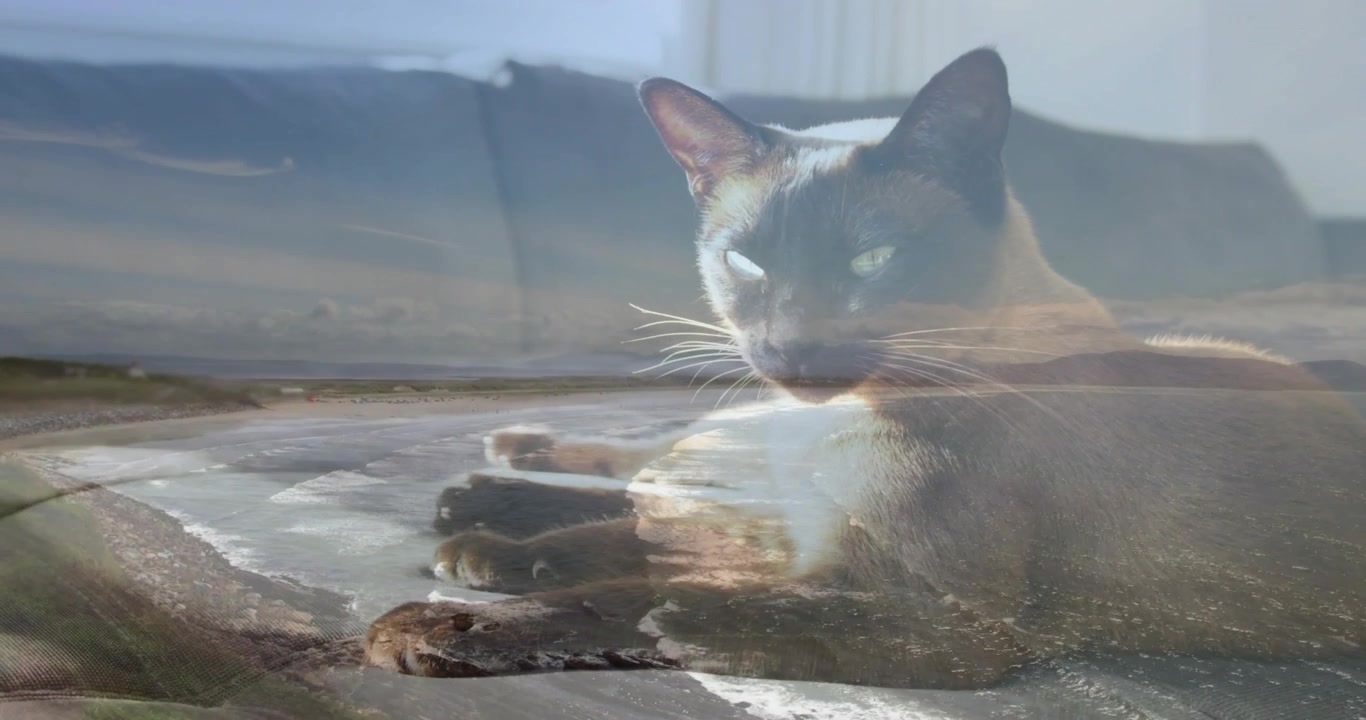 Luce della finestra che guida un gatto che gira la testa, che si sistema per riposare sul divano, con una costa che si fonde per il design.