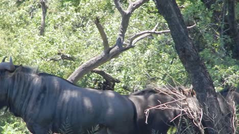 blue wildebeest standing in bushveld shade