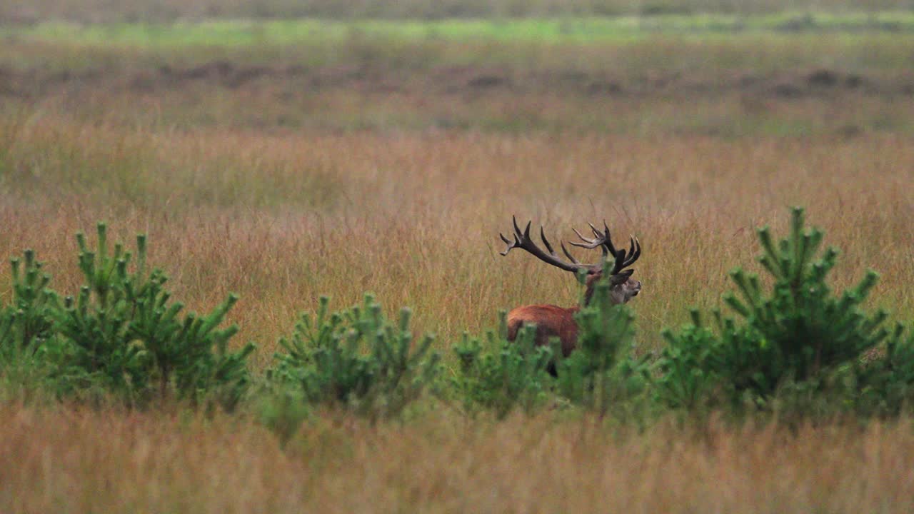 un ciervo rojo macho persiguiendo a un ciervo hembra durante la temporada de rotación en el veluwe, un ciervo aullando en un campo
