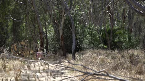 mujer rubia corriendo en la fauna del interior australiano