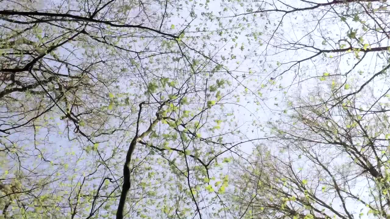 봄의 숲에서 벌거벗은 나무와 꽃이 만발한 나무 사이를 올려다보는 세로 보기