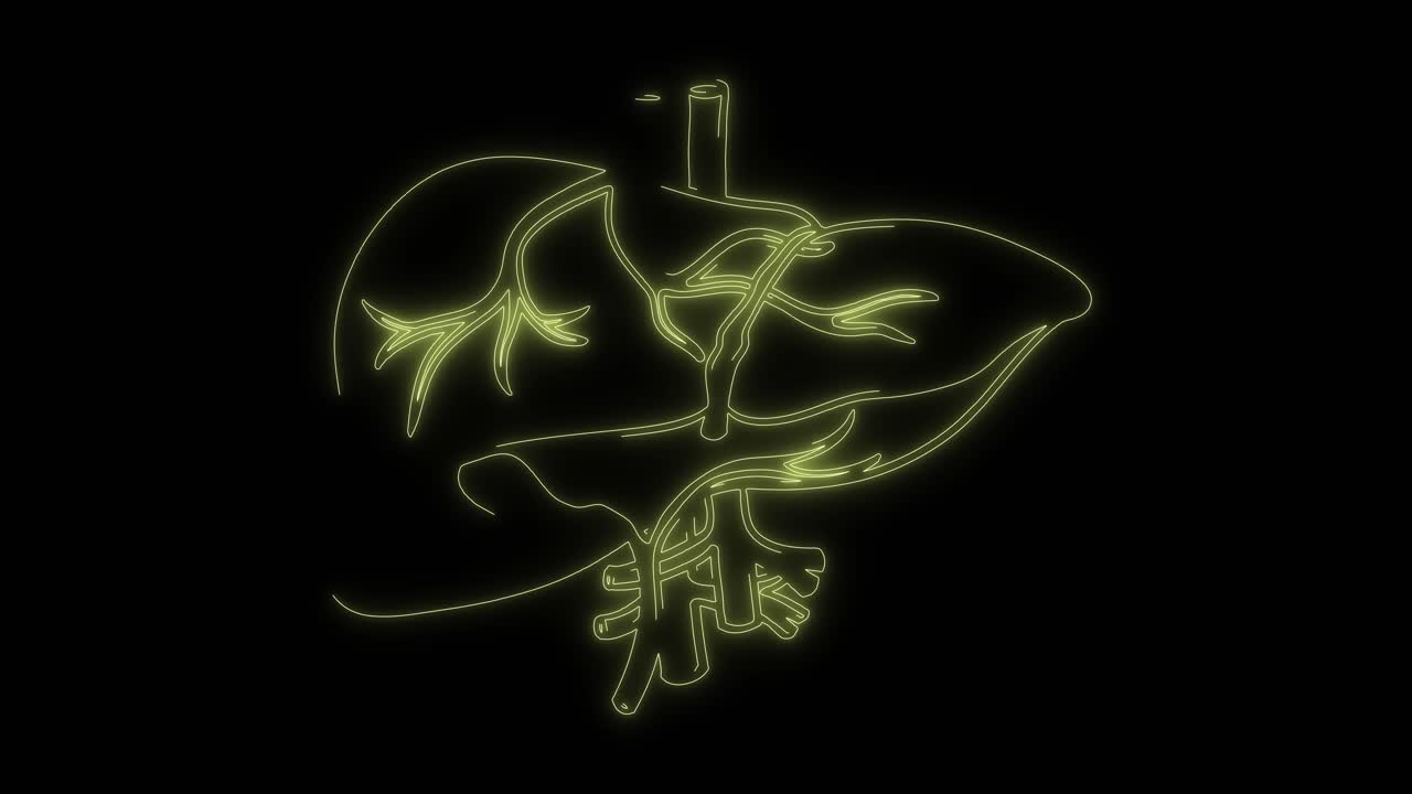 Neon Outline Animation of Human Liver Anatomy