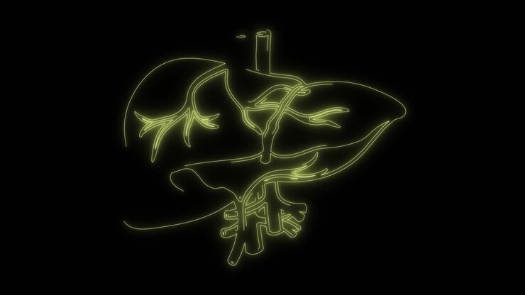 Neon Outline Animation of Human Liver Anatomy