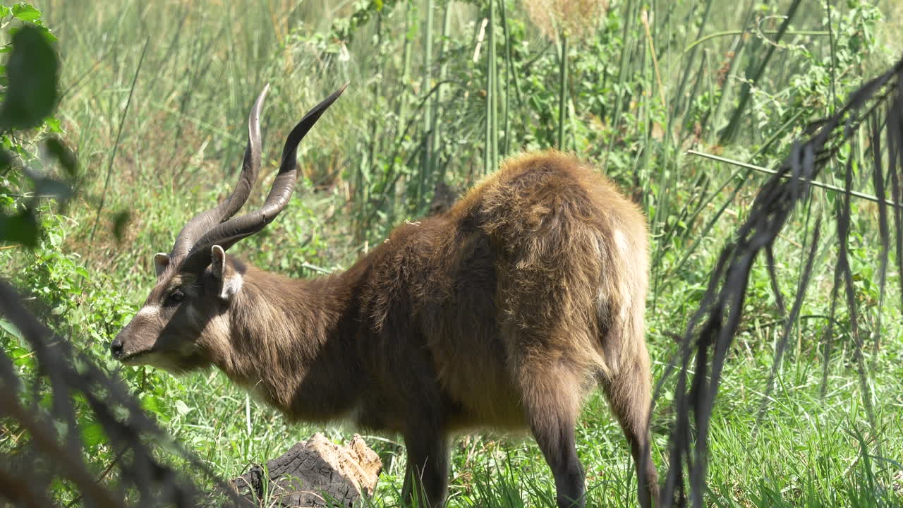 Rara Sitatunga che bruca, mangia erba e poi alza la testa, livello di attenzione