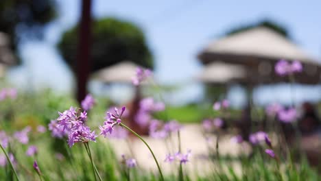 purple flowers in focus, people walking by blurred