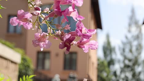 pink flowers bloom with building in background