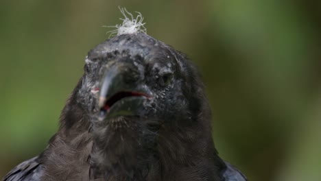 close-up: looking into mouth of calling raven against forest bokeh