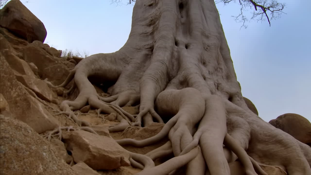 Kayalık yamaçta dev açıkta kalan kökler, kayalarla iç içe geçmiş dokulu baobab gövdesi, yakın detay.