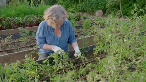 old caucasian woman picks in soil by green plants in garden boxes