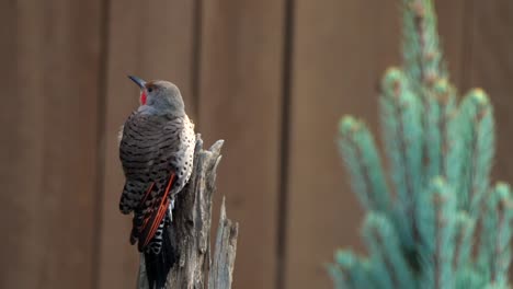 Northern-Flicker-preening-on-a-tree-stump