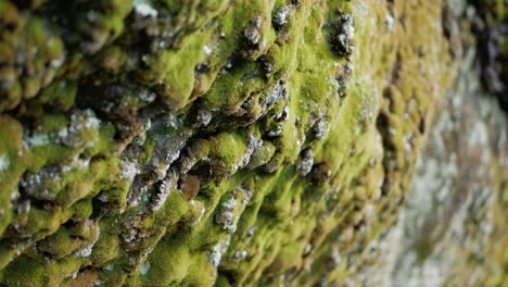 close up of rock covered with moss